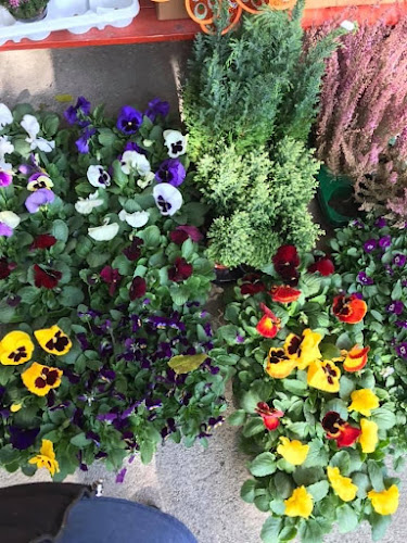 orar Floraria Syntya