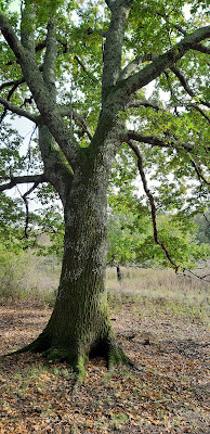 Marais du Gua à Vensac