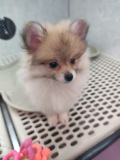 Pet Store «Pet City Pet Shops», reviews and photos, 750 Citadel Dr N # 2092, Colorado Springs, CO 80909, USA