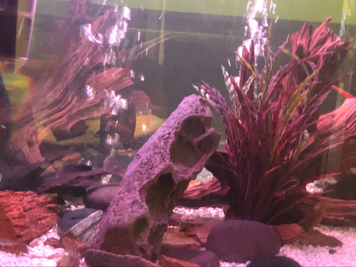 Shopping Mall «Shepherd Square Shopping Center», reviews and photos, 2075 Westheimer Rd, Houston, TX 77098, USA