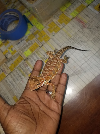 Pet Store «Pet Club», reviews and photos, 4435 Lennox Blvd # 6, Inglewood, CA 90304, USA