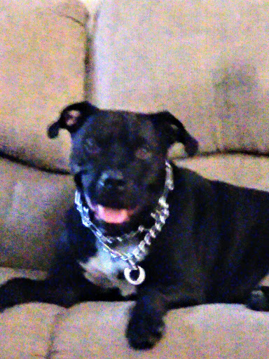 Pet Supply Store «Pet Needs Etc», reviews and photos, 5664 N Telegraph Rd, Dearborn Heights, MI 48127, USA