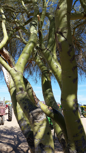 Park «Sahuaro Ranch Park», reviews and photos, 9802 N 59th Ave, Glendale, AZ 85302, USA