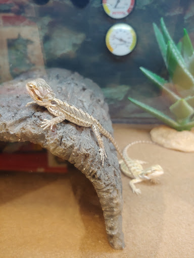 Pet Supply Store «Petco Animal Supplies», reviews and photos, 18200 NW Evergreen Pkwy, Beaverton, OR 97006, USA