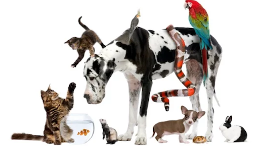 Montgomery Animal Hospital