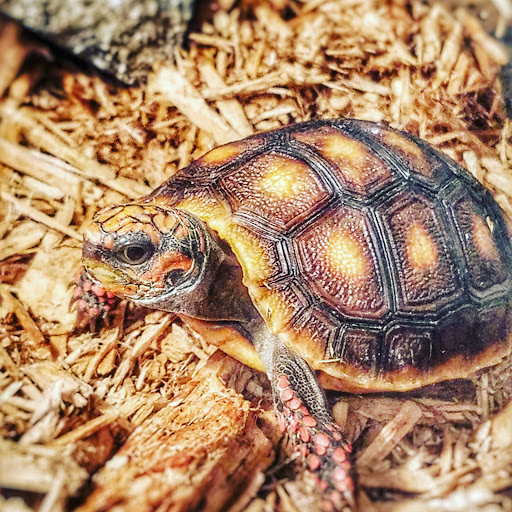 Grocery Store «Giant Food Stores», reviews and photos, 1153 N 5th St, Perkasie, PA 18944, USA