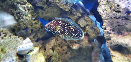 Tropical Fish Store «Saltwater Paradise», reviews and photos, 1313 W Airport Fwy, Irving, TX 75062, USA