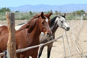 Easy Horse Care Rescue Centre image