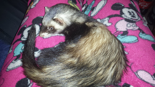 Pet Store «Laconia Pet Center», reviews and photos, 1343 Union Ave, Laconia, NH 03246, USA