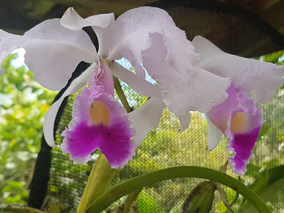 Orquídeas Del Tequendama