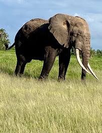 Gulliver's Travel - Photo 5 - Car repair in Moline, IL, Davenport