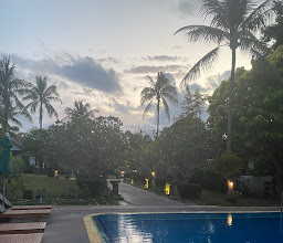 Coco Palm photo