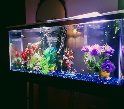 Pet Supply Store «Petco Animal Supplies», reviews and photos, 3452 W Chandler Blvd, Chandler, AZ 85226, USA