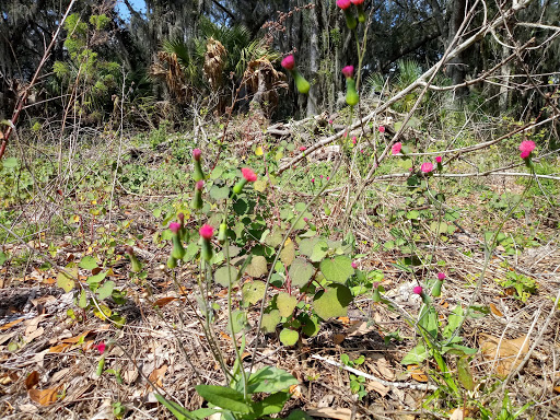 Nature Preserve «Triple Creek Nature Preserve», reviews and photos, 13112 Balm Boyette Rd, Riverview, FL 33579, USA