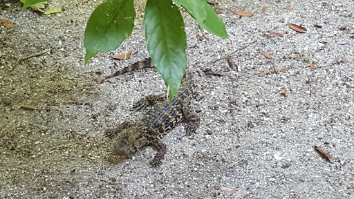 Event Venue «River House Events», reviews and photos, 179 Marine St, St Augustine, FL 32084, USA