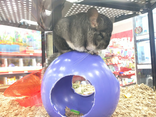 Pet Supply Store «Petco Animal Supplies», reviews and photos, 3012 Bridgepointe Pkwy, San Mateo, CA 94404, USA