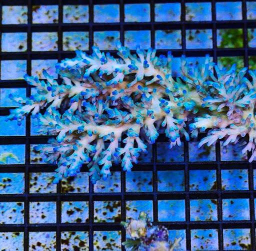 Tropical Fish Store «Aquarium Artisans», reviews and photos, 8005