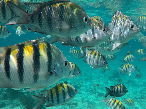 Travel Agency «417 Travel», reviews and photos, 5335 S Campbell Ave a, Springfield, MO 65810, USA