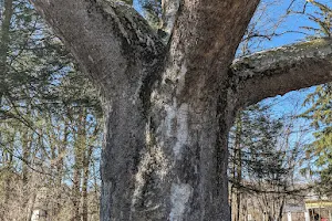 Buttonball Tree image