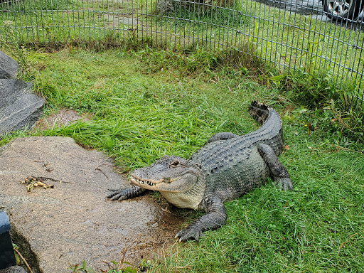 Pet Store «Zoo Creatures Pet Store», reviews and photos, 149 Plaistow Rd, Plaistow, NH 03865, USA