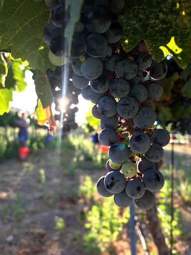 Winery «Oak Creek Vineyards & Winery», reviews and photos, 1555 N Page Springs Rd, Cornville, AZ 86325, USA