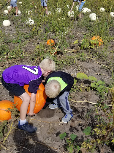 Pumpkin Patch «Barts Farm and Pumpkin Patch», reviews and photos, 7307 Alburnett Rd, Marion, IA 52302, USA