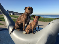 Spectrum Dogs - Photo 2 - Car repair in , Torrance