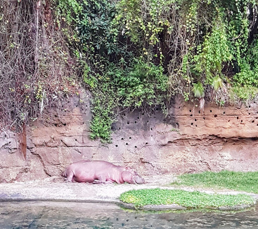 Tourist Attraction «Finding Nemo - The Musical», reviews and photos, Dinoland U.S.A., Kissimmee, FL 34747, USA
