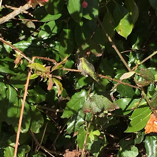 Park «U J Hamby Park», reviews and photos, 1035 NE Jackson School Rd, Hillsboro, OR 97124, USA