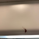 Photo n°3 de l'avis de Salvatore.e fait le 11/02/2023 à 14:53 sur le  Hotel Roma - Firenze à Florence