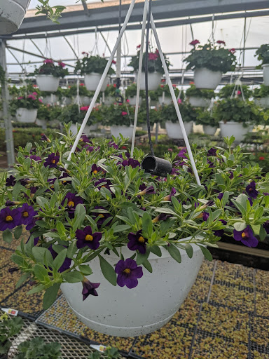 Wholesale Plant Nursery «Garden Fantasy», reviews and photos, 43250 Tyler Rd, Belleville, MI 48111, USA