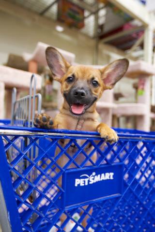 Pet Supply Store «PetSmart», reviews and photos, 3335 Cobb Pkwy NW #400, Acworth, GA 30101, USA