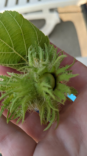 Park «Devonshire Park», reviews and photos, 4422 Greenwood St, Skokie, IL 60076, USA