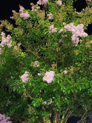 Park «Balis Park», reviews and photos, 1999 San Marco Blvd, Jacksonville, FL 32207, USA