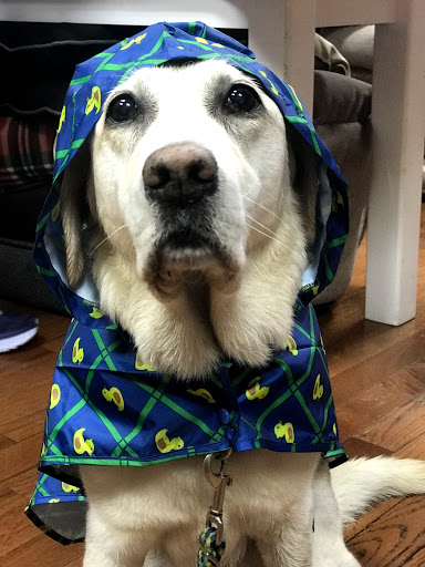 Pet Supply Store «The Dog Park», reviews and photos, 705 King St, Alexandria, VA 22314, USA