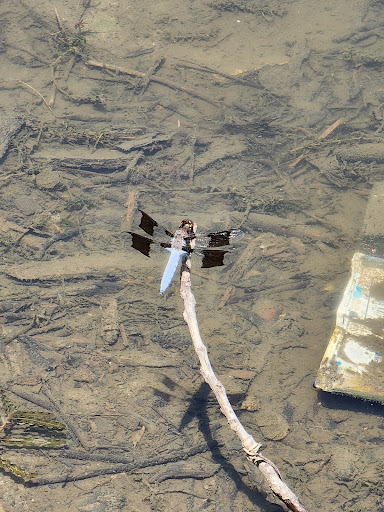 Park «Bicentennial Riverfront Park», reviews and photos, 301 E Hydraulic St, Yorkville, IL 60560, USA