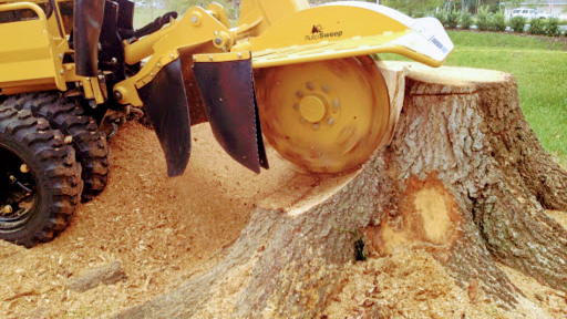 STUMP GRINDING SERVICE & REMOVAL TREE PALM