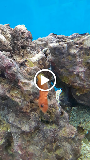 Pet Supply Store «Petco Animal Supplies», reviews and photos, 5975 20th St, Vero Beach, FL 32966, USA