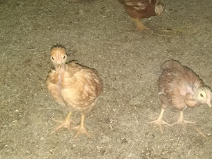 Photo n°15 de Élevage du Roc du Duc à Saint-Pierre-de-Trivisy ()