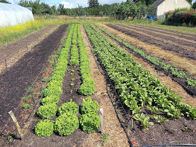 Le potager de La Guesne à Crossac