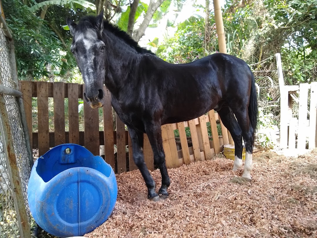 Aves Del Vinculo AVIN
