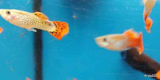 Pet Supply Store «Petco Animal Supplies», reviews and photos, 13127 N Dale Mabry Hwy, Tampa, FL 33618, USA