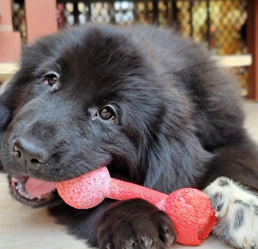 Pet Store «Puppies N Love», reviews and photos, 7700 W Arrowhead Towne Center, Glendale, AZ 85308, USA