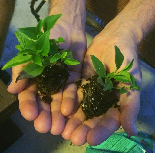 Gift Shop «Dancing Elephant, Inc.», reviews and photos, 2006 San Marco Blvd, Jacksonville, FL 32207, USA