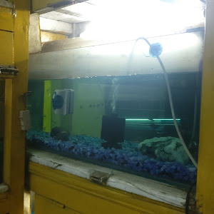Gold Aquarium photo