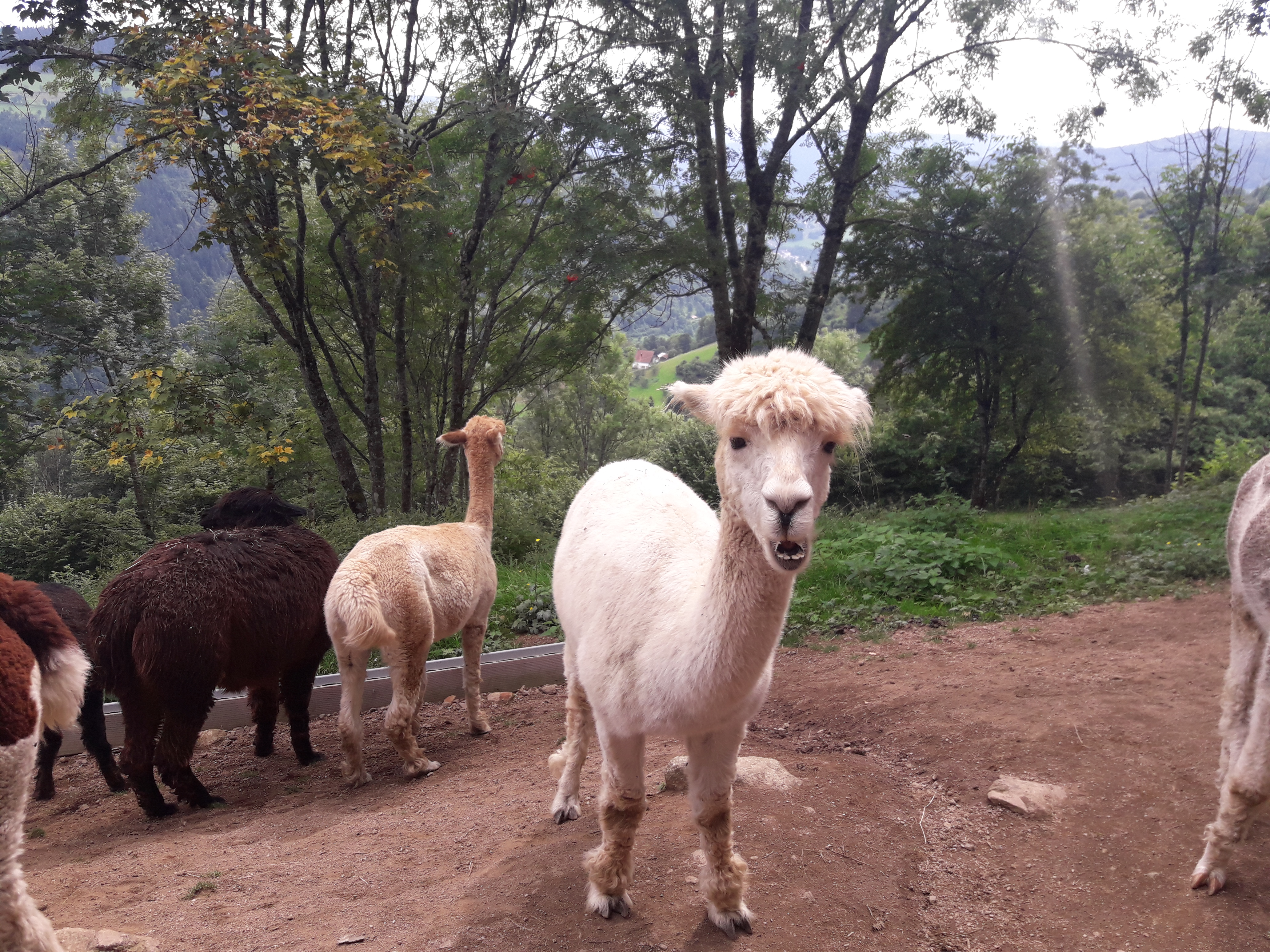 Photo n° 14 de l'avis de NicoW.8 fait le 16/08/2017 à 16:40