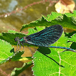 Photo n°9 de l'avis de Lallamareblu. fait le 09/08/2023 à 10:24 sur le  Golden Park Ranch à Orsomarso