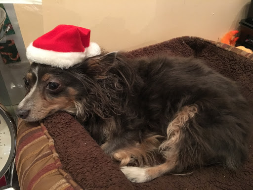 Pet Store «Four Paws on the Beach», reviews and photos, 144 Laneda Ave, Manzanita, OR 97130, USA