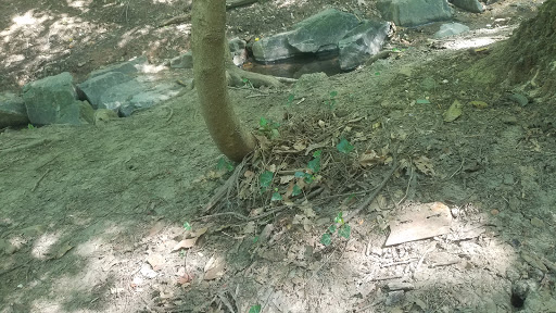 Nature Preserve «Tregaron Conservancy», reviews and photos, 3100 Macomb St NW, Washington, DC 20008, USA