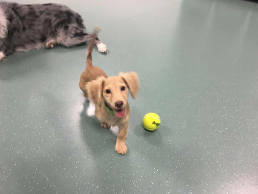 Kennel «Barkaritaville Pet Resort», reviews and photos, 6617 Jefferson St, Corpus Christi, TX 78413, USA